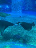 沖縄美ら海水族館に投稿された画像（2021/12/5）