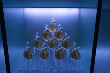 マクセル アクアパーク品川に投稿された画像（2021/12/5）