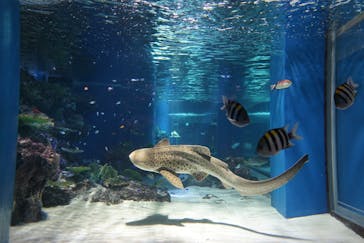 マクセル アクアパーク品川に投稿された画像（2021/12/5）