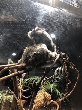 カワスイ 川崎⽔族館に投稿された画像（2021/12/5）