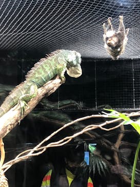 カワスイ 川崎⽔族館に投稿された画像（2021/12/5）