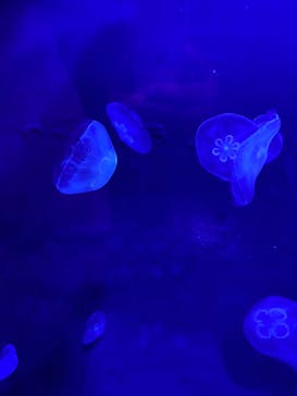 サンシャイン水族館に投稿された画像（2021/12/5）