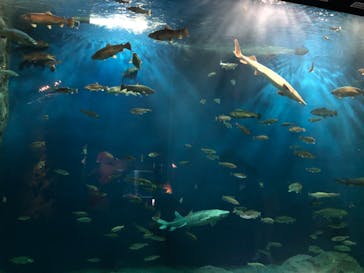 サケのふるさと 千歳水族館に投稿された画像（2021/12/5）