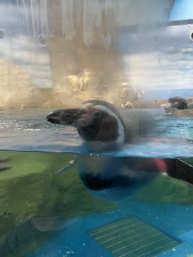 新江ノ島水族館に投稿された画像（2021/12/5）