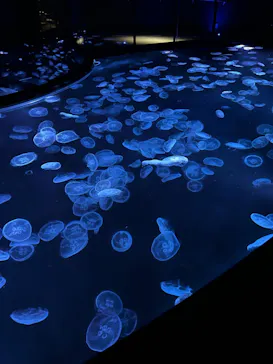 すみだ水族館に投稿された画像（2021/12/5）