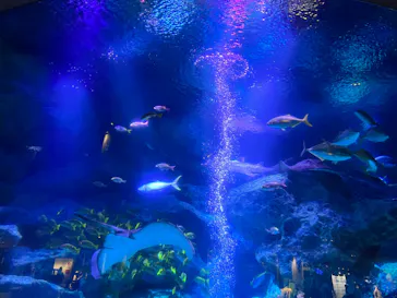 すみだ水族館に投稿された画像（2021/12/5）