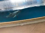 新江ノ島水族館に投稿された画像（2021/12/5）