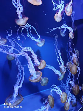 すみだ水族館に投稿された画像（2021/12/5）