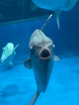 アクアワールド茨城県大洗水族館に投稿された画像（2021/12/5）