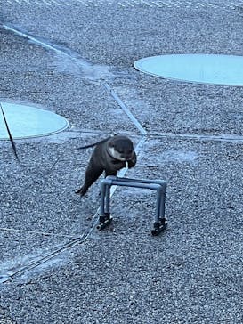 大分マリーンパレス水族館 「うみたまご」に投稿された画像（2021/12/5）