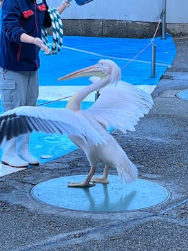 大分マリーンパレス水族館 「うみたまご」に投稿された画像（2021/12/5）
