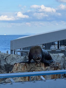 大分マリーンパレス水族館 「うみたまご」に投稿された画像（2021/12/5）