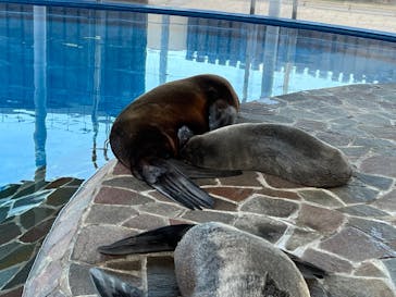 大分マリーンパレス水族館 「うみたまご」に投稿された画像（2021/12/5）