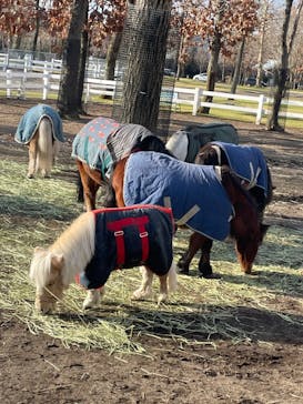 ノーザンホースパークに投稿された画像（2021/12/5）