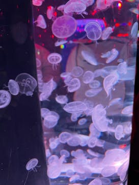 マクセル アクアパーク品川に投稿された画像（2021/12/5）