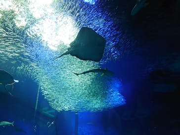 アクアワールド茨城県大洗水族館に投稿された画像（2021/12/5）