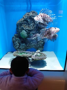 アクアワールド茨城県大洗水族館に投稿された画像（2021/12/5）