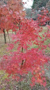 元離宮二条城に投稿された画像（2021/12/5）