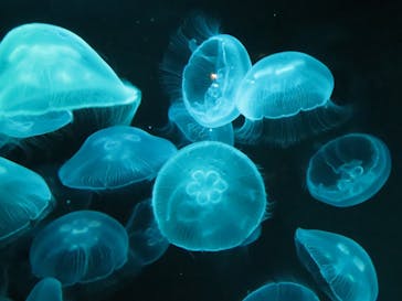 九十九島水族館海きららに投稿された画像（2021/12/5）