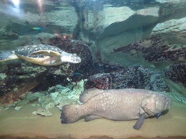 九十九島水族館海きららに投稿された画像（2021/12/5）