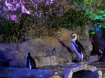 サンシャイン水族館に投稿された画像（2021/12/5）