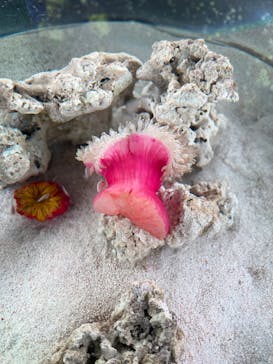 マクセル アクアパーク品川に投稿された画像（2021/12/5）