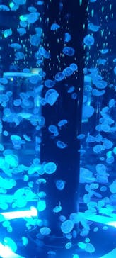 マクセル アクアパーク品川に投稿された画像（2021/12/5）