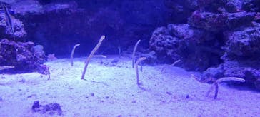 マクセル アクアパーク品川に投稿された画像（2021/12/5）