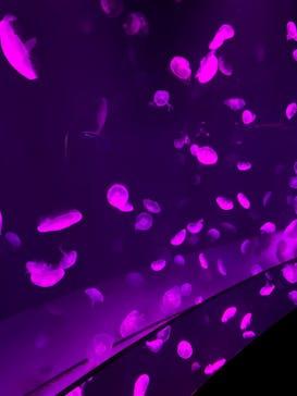 サンシャイン水族館に投稿された画像（2021/12/5）