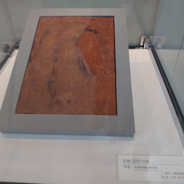 国立科学博物館に投稿された画像（2021/12/5）