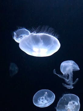 サンシャイン水族館に投稿された画像（2021/12/5）