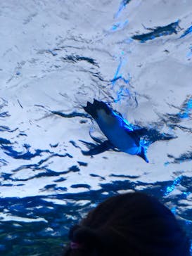 サンシャイン水族館に投稿された画像（2021/12/5）