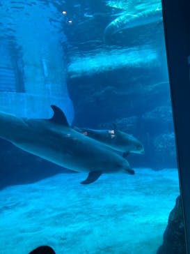 名古屋港水族館に投稿された画像（2021/12/5）