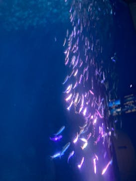 名古屋港水族館に投稿された画像（2021/12/5）