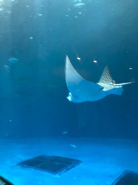名古屋港水族館に投稿された画像（2021/12/5）