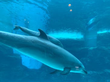 名古屋港水族館に投稿された画像（2021/12/5）