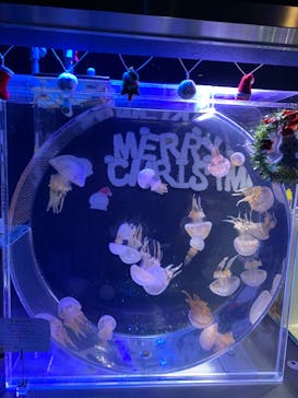 名古屋港水族館に投稿された画像（2021/12/5）