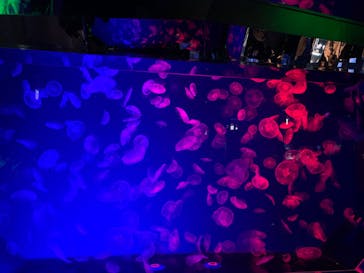 名古屋港水族館に投稿された画像（2021/12/5）