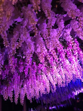 東京メガイルミに投稿された画像（2021/12/5）