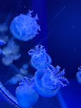 すみだ水族館に投稿された画像（2021/12/5）