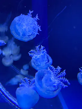 すみだ水族館に投稿された画像（2021/12/5）