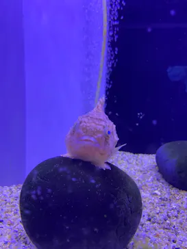 横浜・八景島シーパラダイスに投稿された画像（2021/12/5）