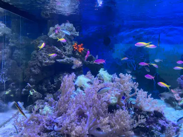 横浜・八景島シーパラダイスに投稿された画像（2021/12/5）