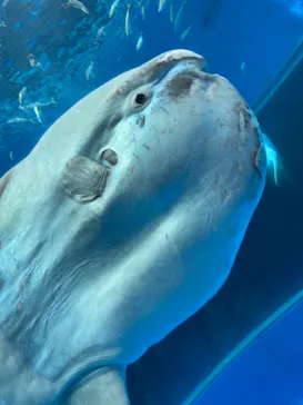 横浜・八景島シーパラダイスに投稿された画像（2021/12/5）