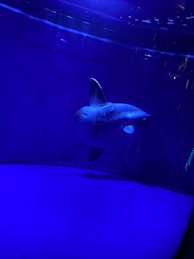 サンシャイン水族館に投稿された画像（2021/12/5）