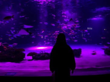 サンシャイン水族館に投稿された画像（2021/12/5）