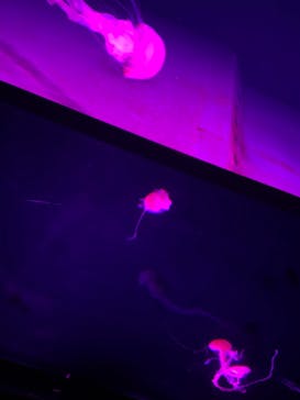 サンシャイン水族館に投稿された画像（2021/12/5）