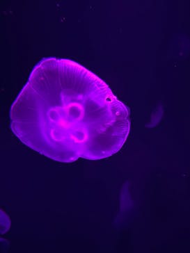 サンシャイン水族館に投稿された画像（2021/12/5）