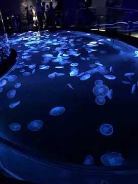 すみだ水族館に投稿された画像（2021/12/5）