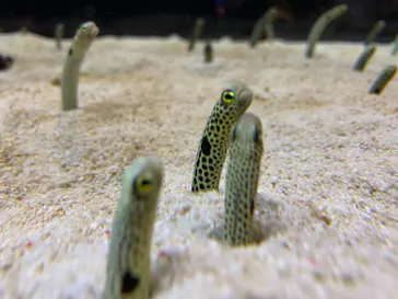 すみだ水族館に投稿された画像（2021/12/5）